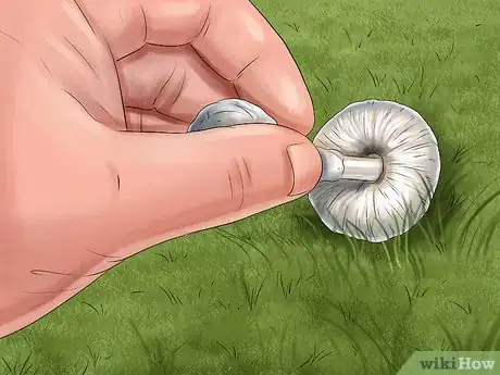 Image titled Protect Your Dog from Toxic Mushrooms Step 2
