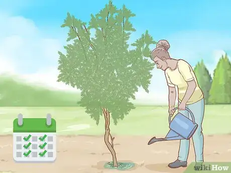 Image titled Plant a Mesquite Tree Step 8