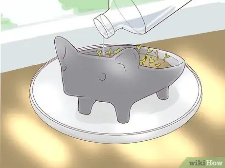 Image titled Grow a Chia Pet Step 9