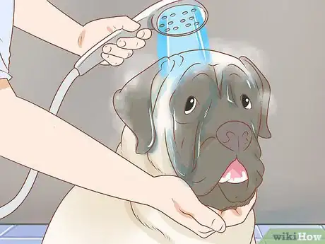Image titled Care for an English Mastiff Step 18