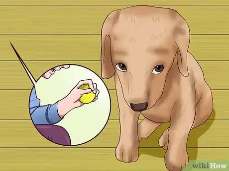 Image titled Get Your Puppy to Stop Biting Step 17