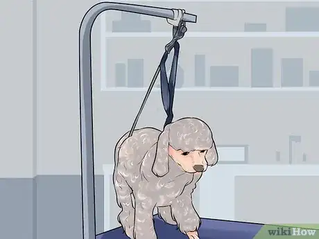 Image titled Do a Banded Dutch on a Poodle Step 5