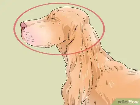 Image titled Identify an Irish Setter Step 2