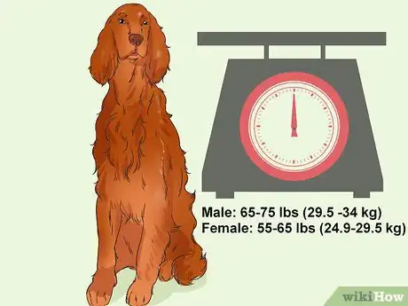 Image titled Identify an Irish Setter Step 5