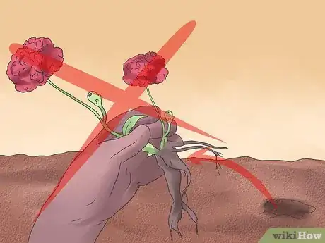 Image titled Grow Poppies Step 16