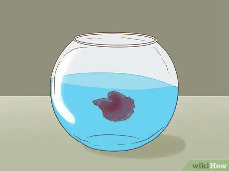 Image titled Help Pet Shop Bettas Step 8