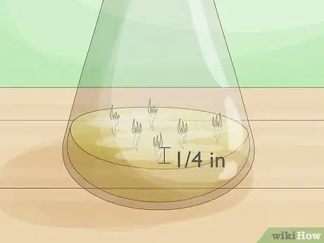 Image titled Grow Orchids from Seeds Step 14