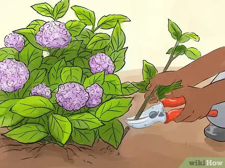 Image titled Prune a Snowball Bush Step 7