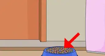 Get Rid of a Maggot Infestation