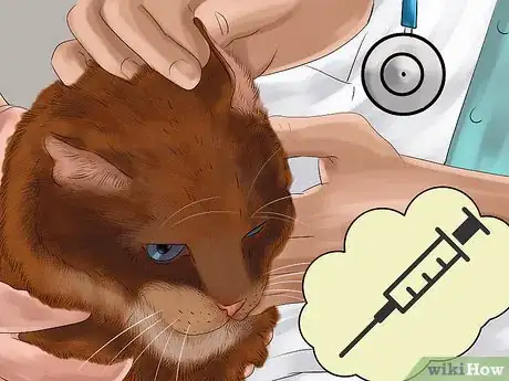 Image titled Take Care of a Somali Cat Step 6