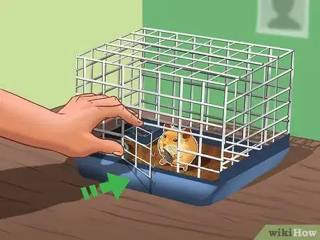 Image titled Be a Good Hamster Owner (for Kids) Step 15