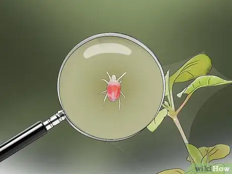 Image titled Kill Spider Mites Step 10