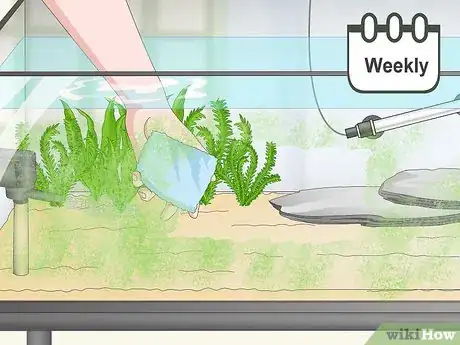 Image titled Keep Japanese Weather Loaches Step 13