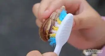 Keep a Pet Land Snail