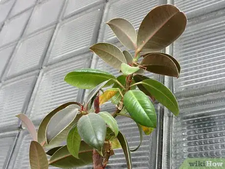 Image titled Prevent Bugs In Your Houseplants Step 1