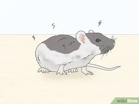 Image titled Reduce Rat Odor Step 1