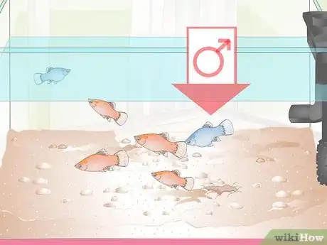 Image titled Buy Fish for an Aggressive Freshwater Aquarium Step 2