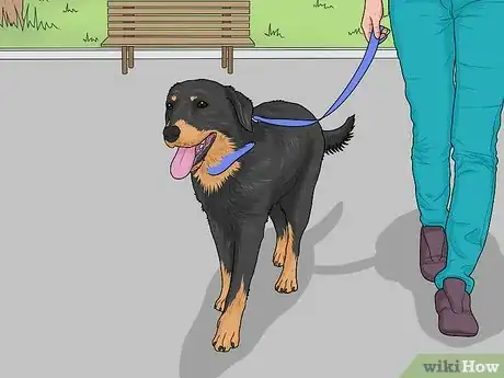 Image titled Identify a Smaland Hound Step 10
