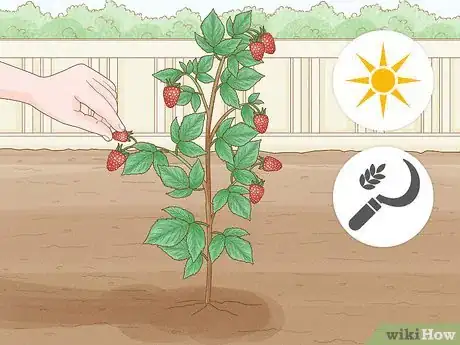 Image titled Harvest Raspberries Step 2