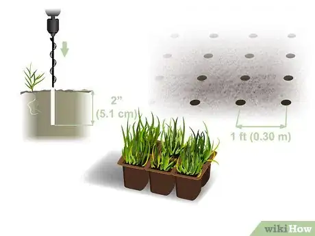 Image titled Grow Centipede Grass Step 06