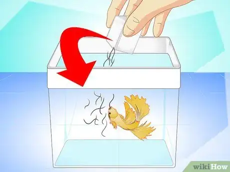 Image titled Breed Wild Bettas Step 6