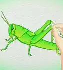 Draw a Grasshopper