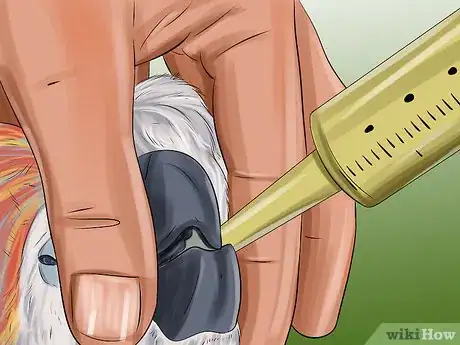 Image titled Treat Bumblefoot in Cockatoos Step 6