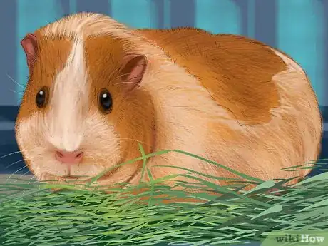Image titled Prevent Skin Problems in Guinea Pigs Step 10