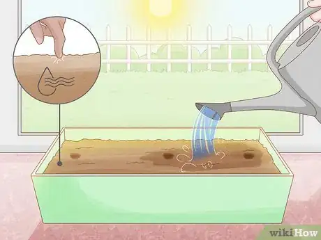 Image titled Grow Osage Oranges Step 8