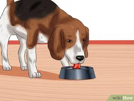 Image titled Treat Canine Coronavirus Step 5