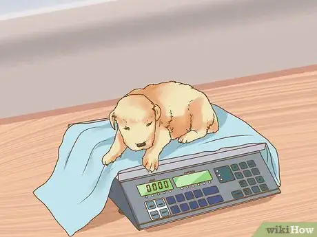 Image titled Deal with Newborn Puppy Nipple Guarding Step 1