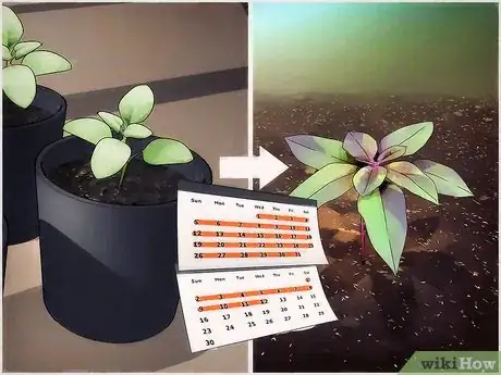 Image titled Grow Amaranth Flowers Step 2