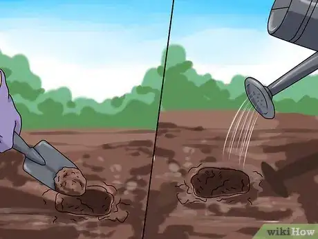 Image titled Grow Sorrel Step 3