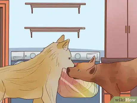 Image titled Prevent Jealousy in Current Pets when Getting a New Dog Step 1