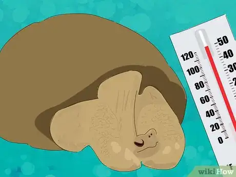 Image titled Wake a Tortoise from Hibernation Step 1