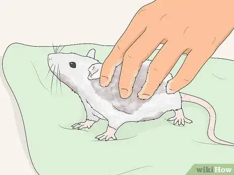 Image titled Reduce Rat Odor Step 3