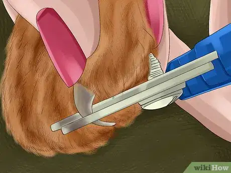 Image titled Take Care of a Somali Cat Step 2