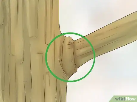 Image titled Prune Nyssa Sylvatica Step 7