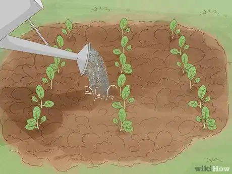 Image titled Grow Tatsoi Step 8