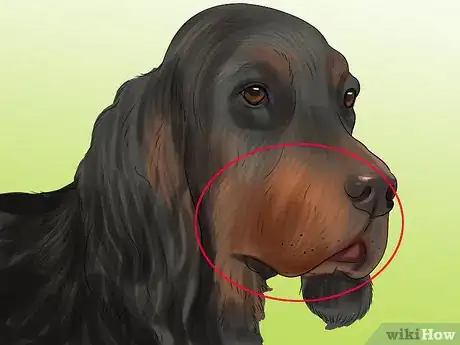 Image titled Identify a Gordon Setter Step 6