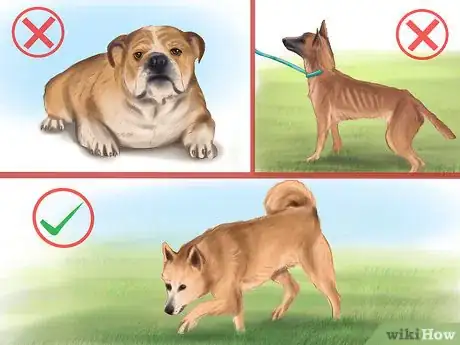 Image titled Keep Your Dog or Cat at Its Correct Weight Step 4