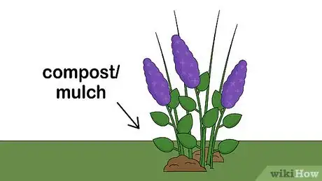 Image titled Care for Lilacs Step 4