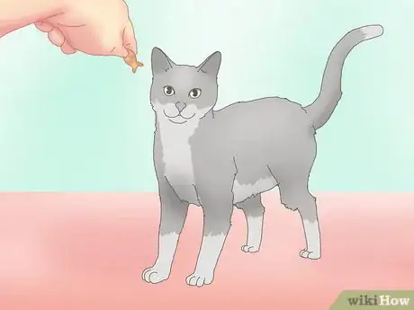 Image titled Get a Cat to Roll Over Step 9