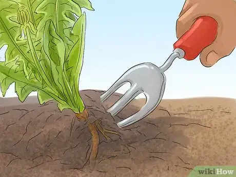 Image titled Harvest and Use Dandelion Roots Step 5