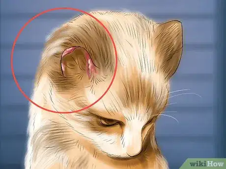 Image titled Get a Cat Used to Snow Step 7