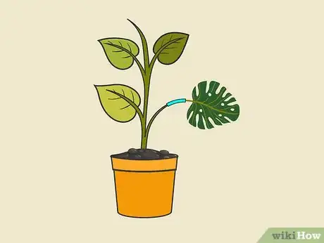 Image titled Grow Philodendron Step 3