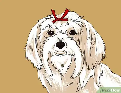 Image titled Draw a Cute Maltese Dog Face Intro