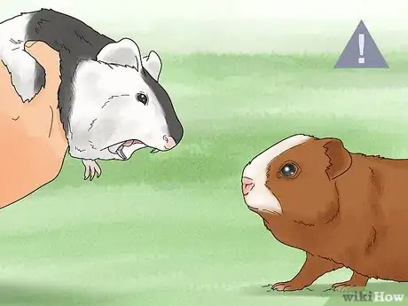 Image titled Choose a Guinea Pig for Breeding Step 17