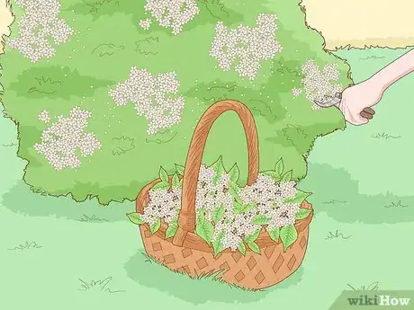 Image titled Identify Elderflower Step 13