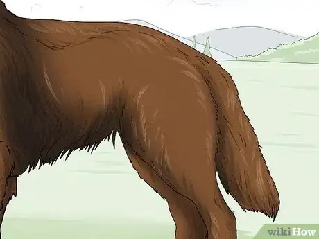 Image titled Identify a Belgian Sheepdog Step 6